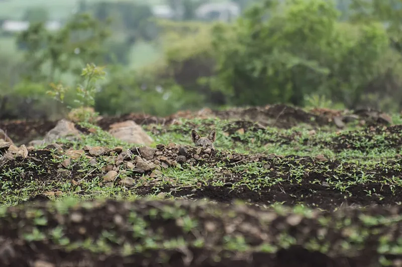 The Architects of Balance: What Happens to an Ecosystem When Its Top Predators Disappear