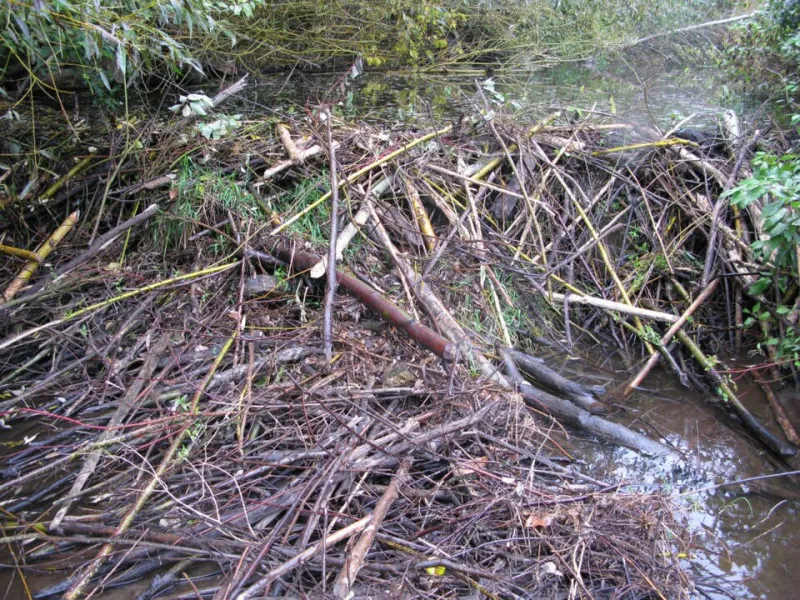 Dam Good Science: How Beavers Rebuild Entire Watersheds at EC Wildlife Refuge