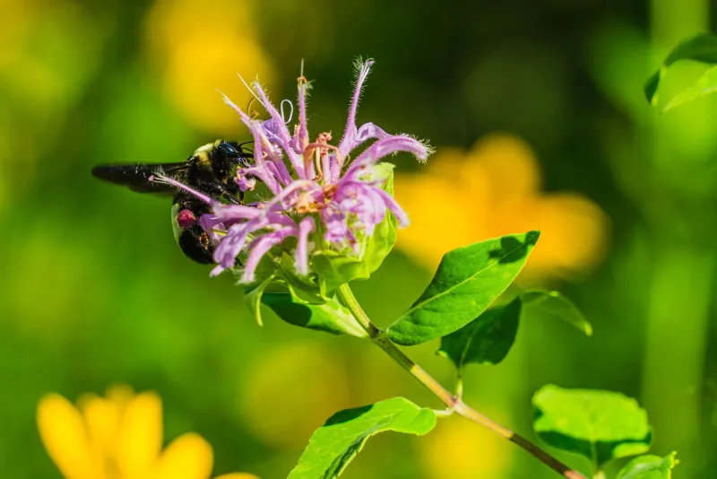 Bring the Refuge Home: How to Build a Native Plant Habitat Your Local Wildlife Will Actually Use