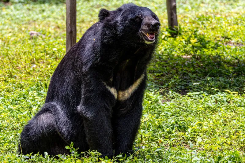Chemical Conversations: How Animals Read the World Through Scent — and Why We're Jamming the Signal