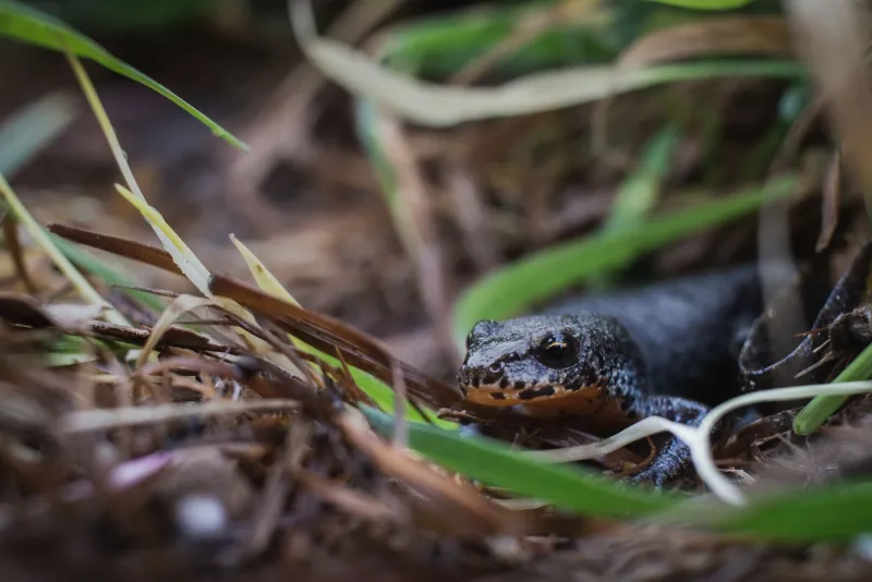 Invisible and Irreplaceable: Why the Species You Never See Define Conservation Success at EC Wildlife Refuge
