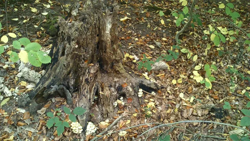 Death, Renewal, and the Organisms Running the Whole Operation at EC Wildlife Refuge