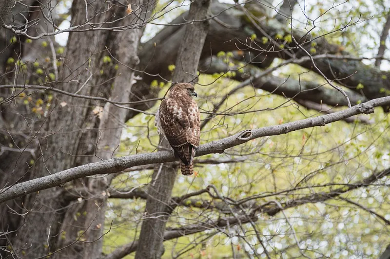 Fear, Function, and the Forgotten Role of the Refuge's Top Hunters