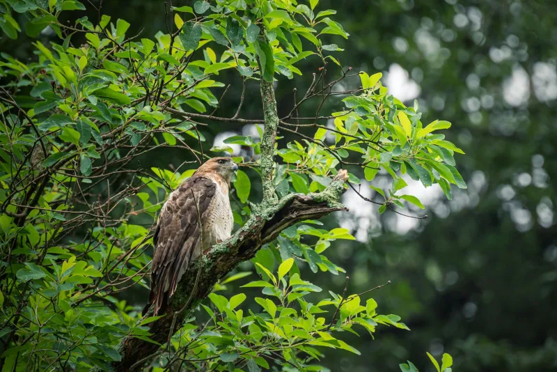 From Broken Wings to Open Skies: The Science and Soul of Wildlife Rehabilitation at EC Wildlife Refuge