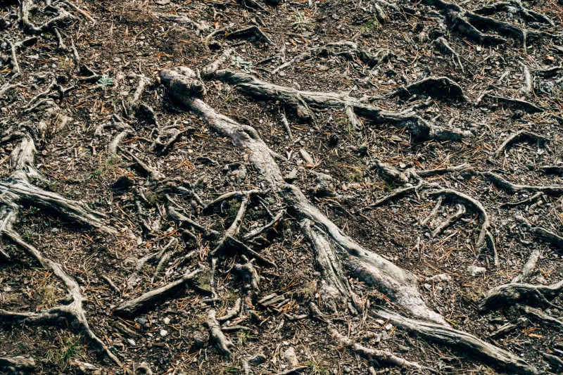 Threads Beneath the Surface: How Fungal Networks Connect Your Garden to the Heart of EC Wildlife Refuge