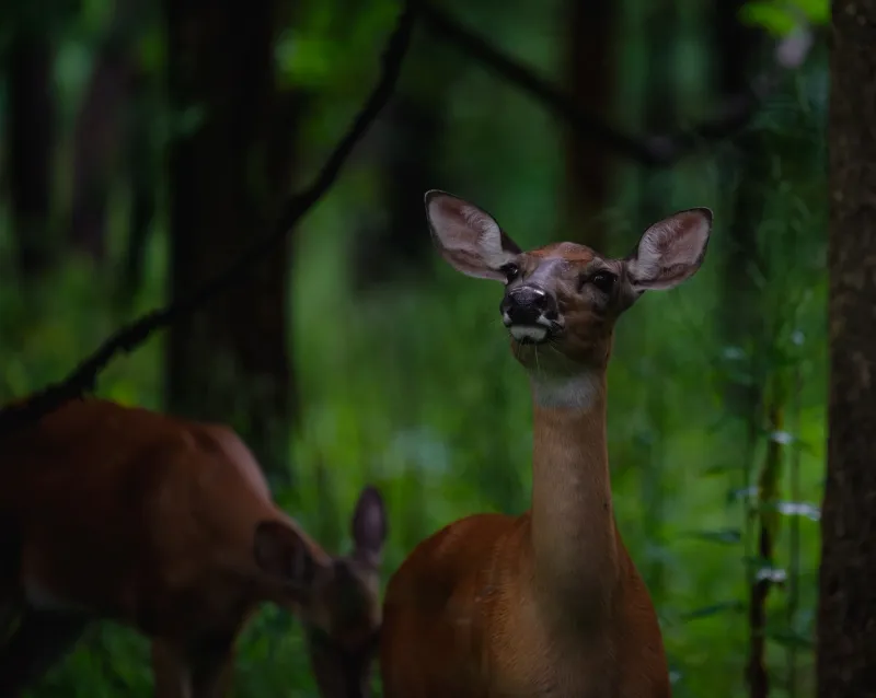 Ghost Predators: How the Mere Scent of a Hunter Rewrites Animal Behavior Across EC Wildlife Refuge