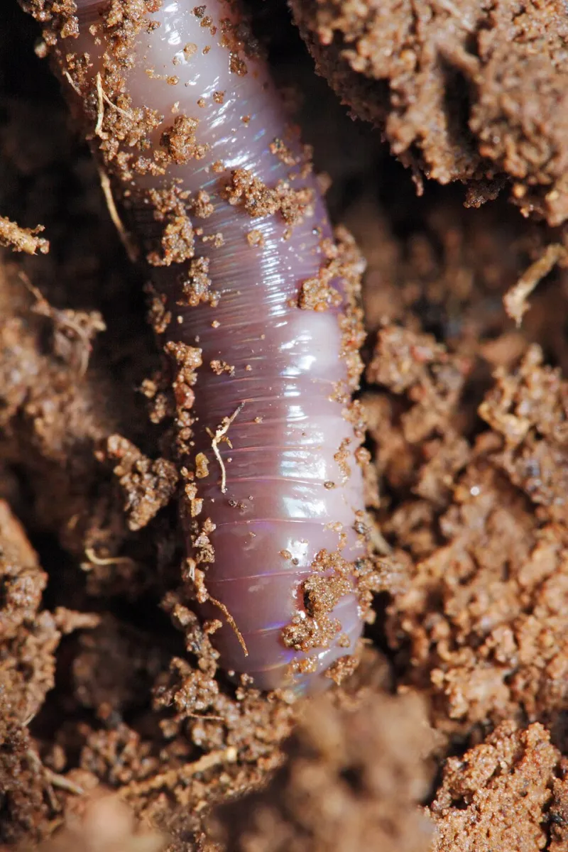 Beneath Your Boots: The Hidden World of Soil Life That Powers EC Wildlife Refuge