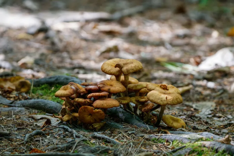 Rooted in Relationship: How Mycorrhizal Fungi Shape the Feeding, Movement, and Survival of Wildlife at EC Wildlife Refuge