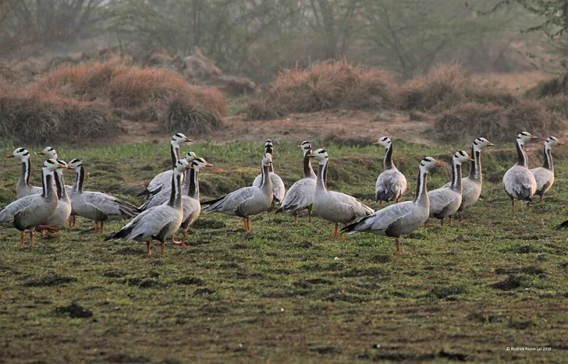 Out of Step with the Seasons: What Shifting Migration Clocks Mean for EC Wildlife Refuge