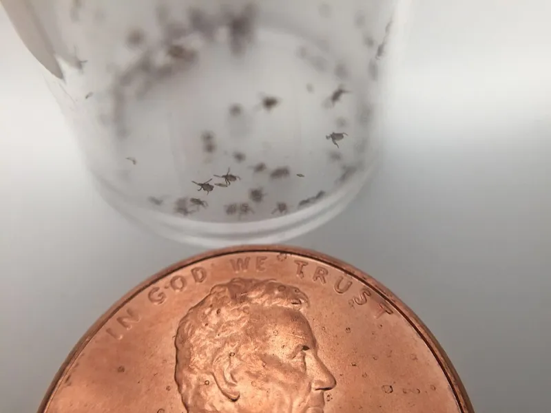 Uninvited Guests, Essential Roles: The Surprising Way Parasites Keep EC Wildlife Refuge's Ecosystem in Check