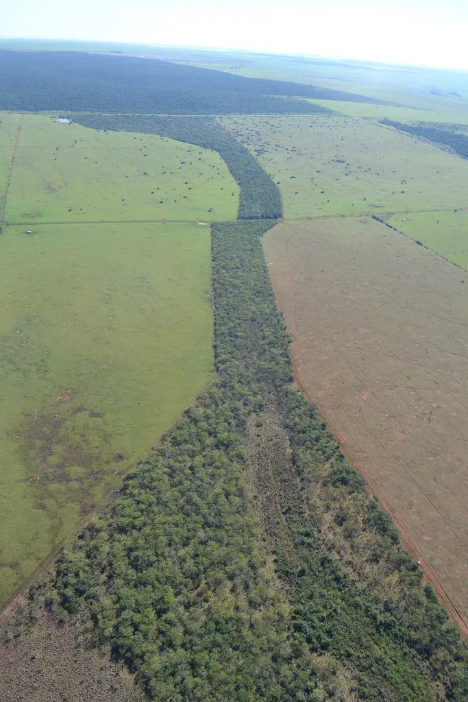 Pathways Through the Patchwork: Why Wildlife Corridors Are the Lifelines of a Fragmented Landscape