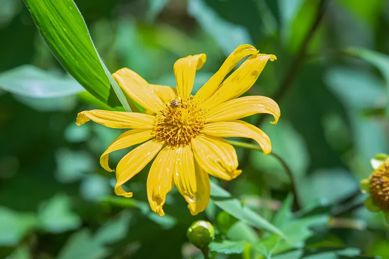 The Quiet Collapse: What Vanishing Pollinators Reveal About Ecosystem Health at EC Wildlife Refuge