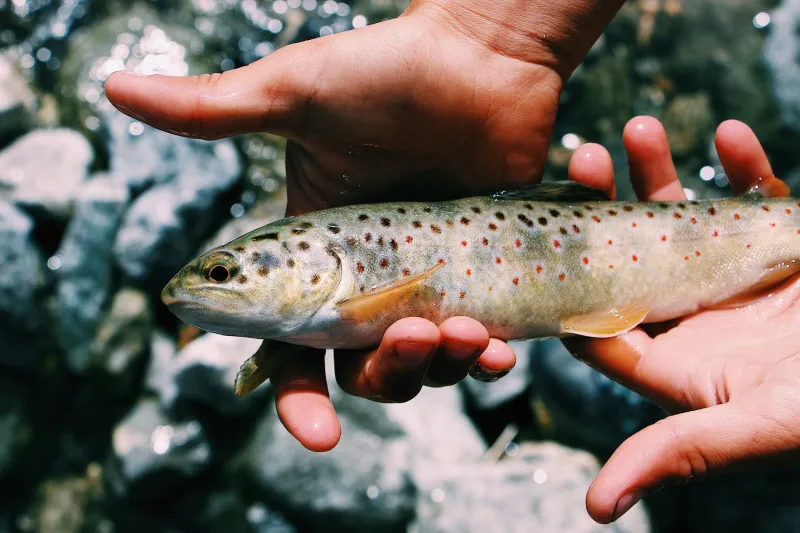 The Degree That Changes Everything: Thermal Tipping Points in EC Wildlife Refuge's Waterways