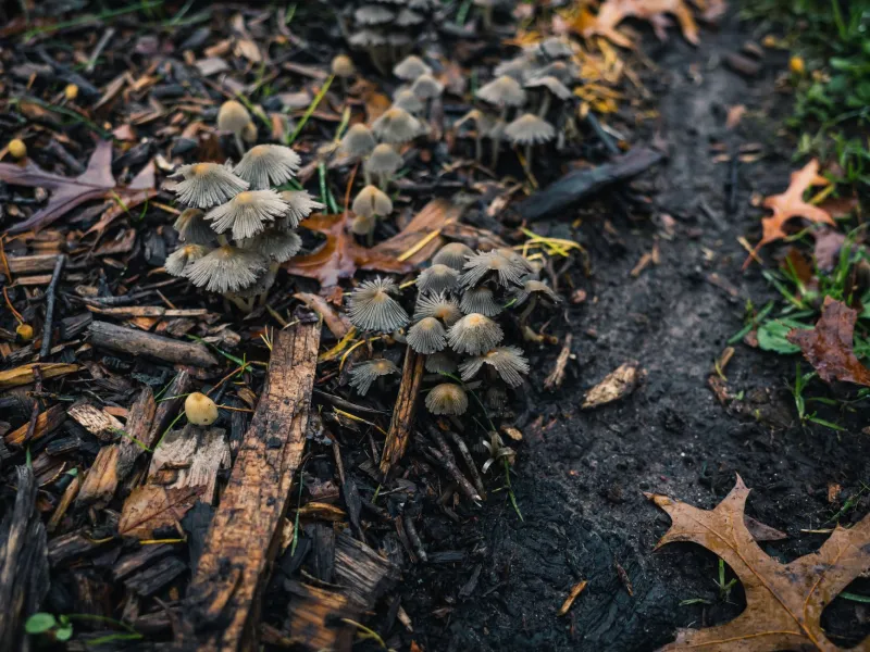 The Unseen Workforce: How Decomposer Communities Transform Death Into Life at EC Wildlife Refuge