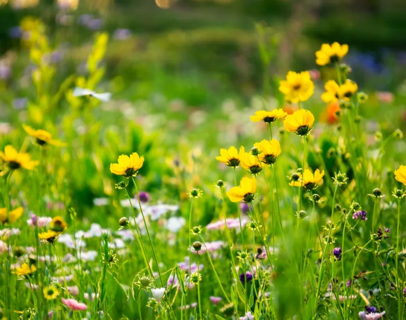 When the Calendar Breaks: How Phenological Mismatch Is Unraveling Food Webs at EC Wildlife Refuge
