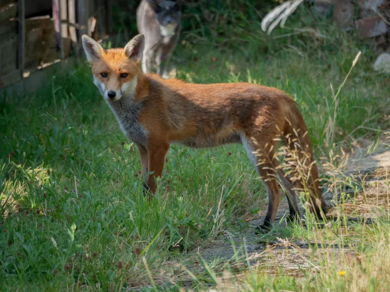 The City as Sanctuary: What It Means When Wildlife Chooses the Urban Edge Over Protected Land